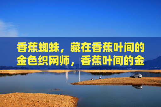 香蕉蜘蛛,藏在香蕉叶间的金色织网师,香蕉叶间的金色织网师 香蕉蜘蛛,藏在香蕉叶间的金色织网师,香蕉叶间的金色织网师