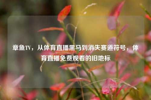 章鱼TV,从体育直播黑马到消失赛道符号,体育直播免费观看的旧地标