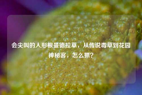 会尖叫的人形根曼德拉草，从传说毒草到花园神秘客，怎么抓？